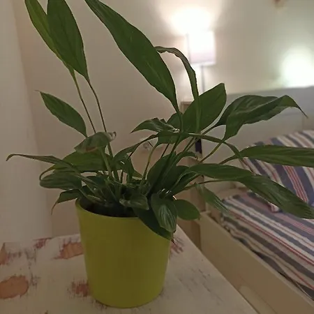 Confortable Habitacion Centrica En Piso Privado Homestay Malaga